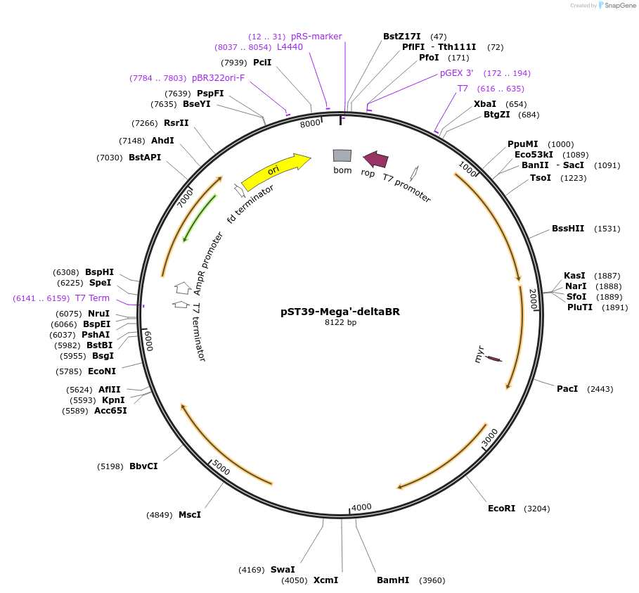216890-plasmid-map-sequence-id-445873