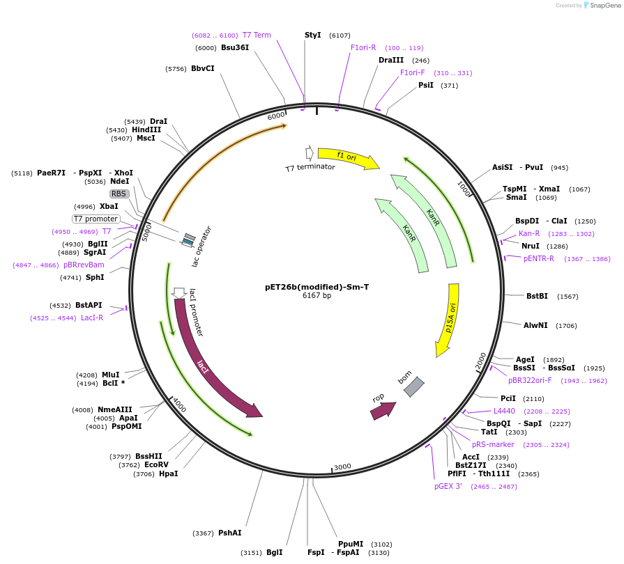 217001-plasmid-map-sequence-id-445876