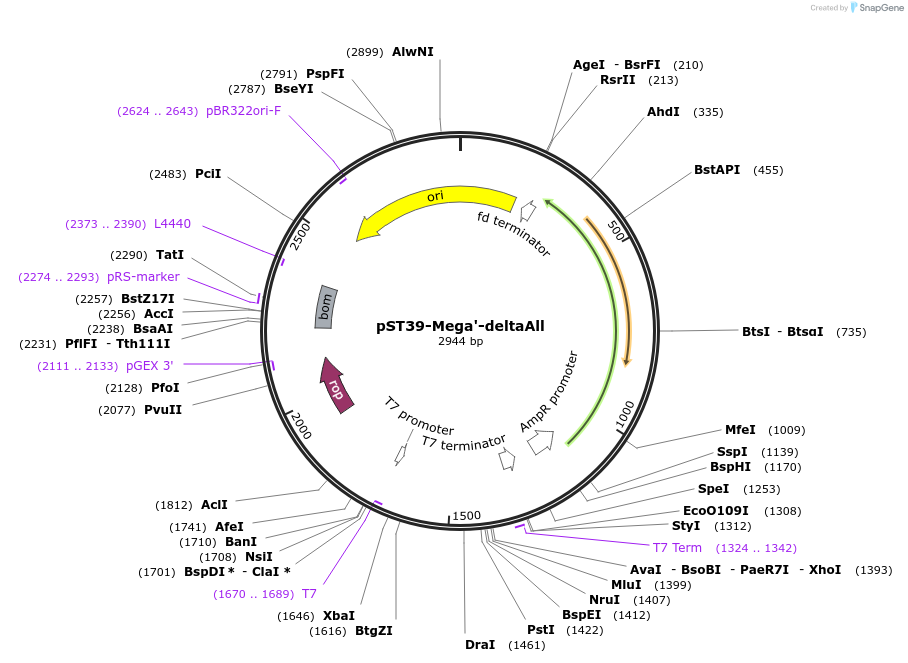 216878-plasmid-map-sequence-id-445877