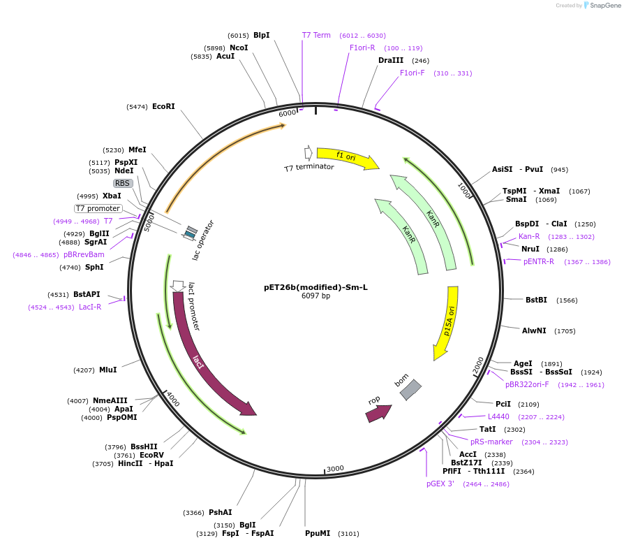 216993-plasmid-map-sequence-id-445878