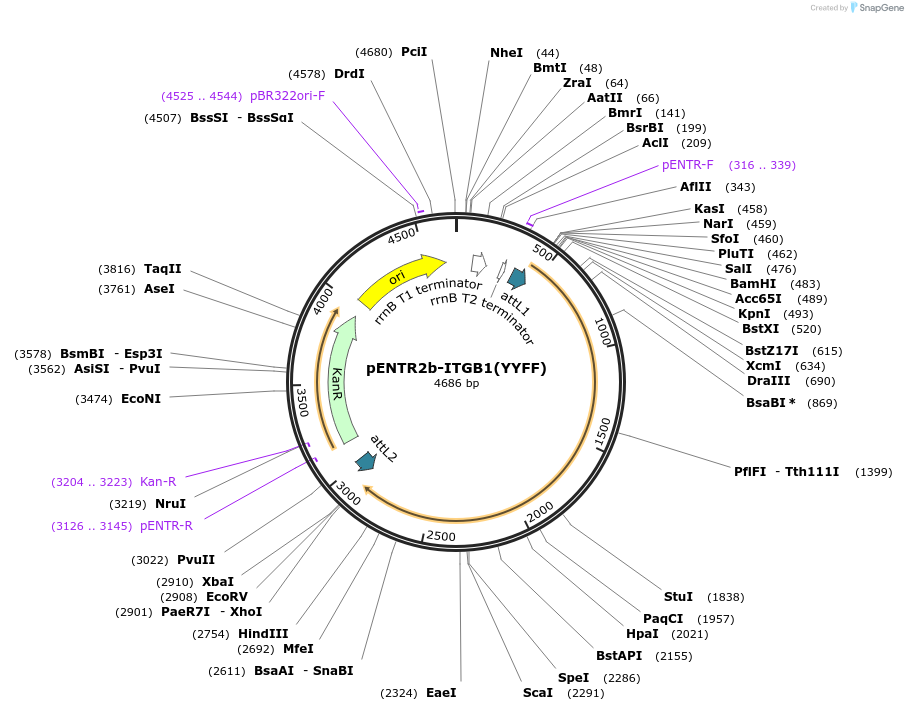 215451-plasmid-map-sequence-id-445883