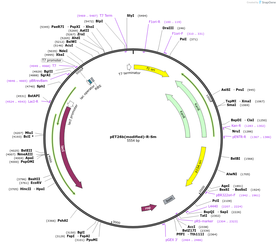 216984-plasmid-map-sequence-id-445885