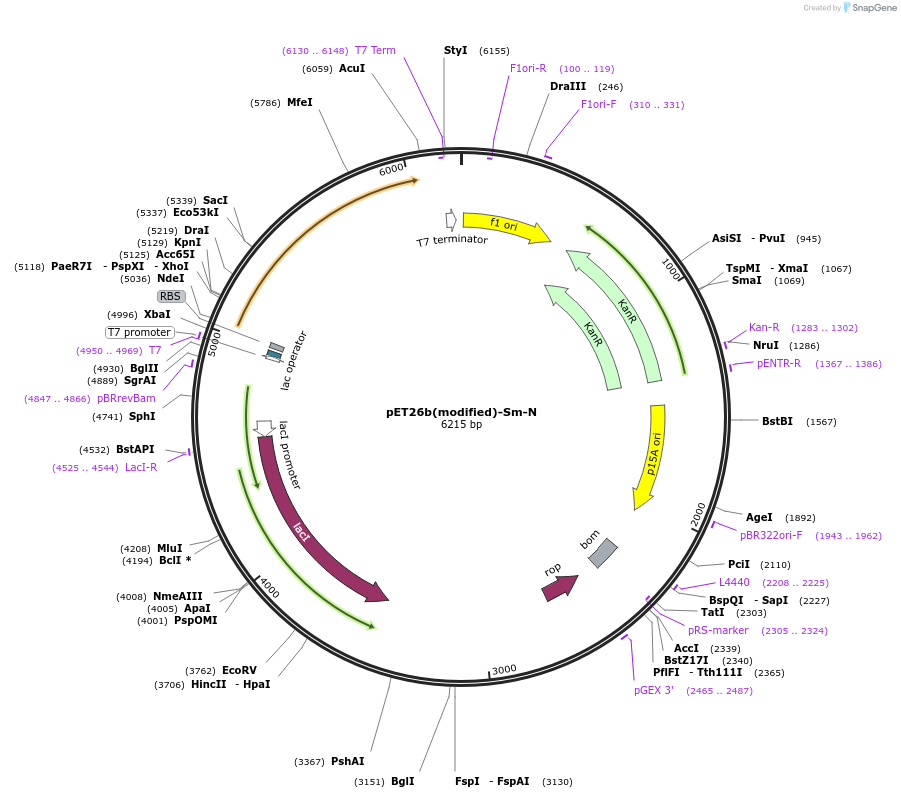216987-plasmid-map-sequence-id-445887