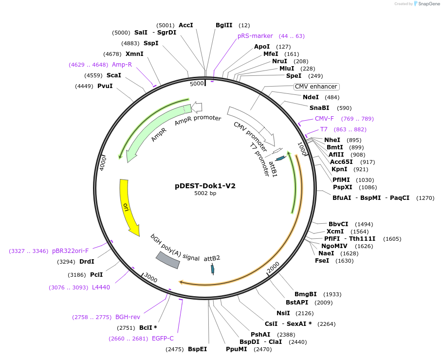 215452-plasmid-map-sequence-id-445888