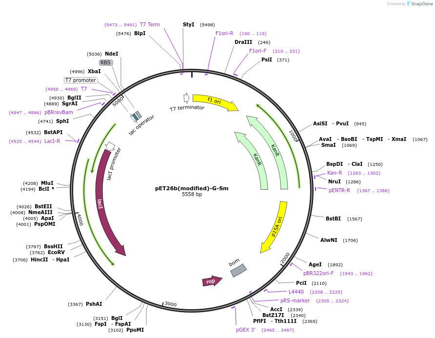 216990-plasmid-map-sequence-id-445889