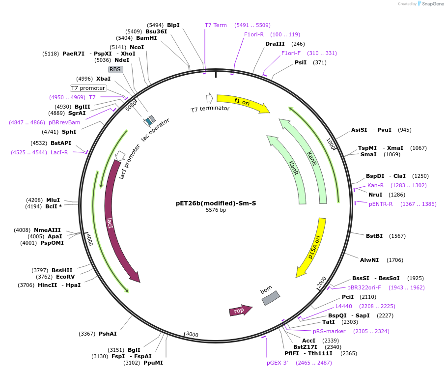 216995-plasmid-map-sequence-id-445891