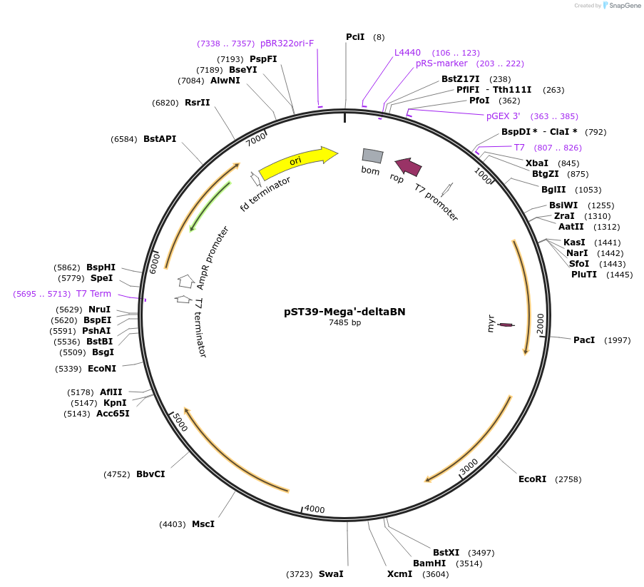 216891-plasmid-map-sequence-id-445892