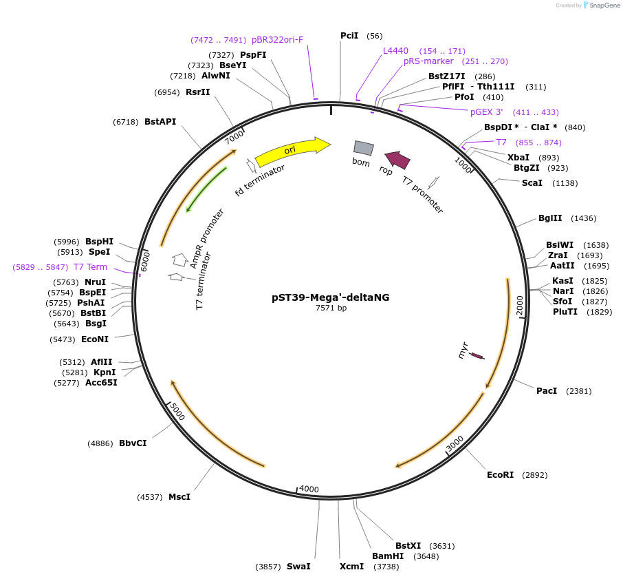216910-plasmid-map-sequence-id-445894