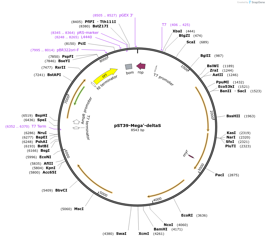 216885-plasmid-map-sequence-id-445895