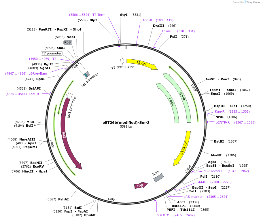 216999-plasmid-map-sequence-id-445896