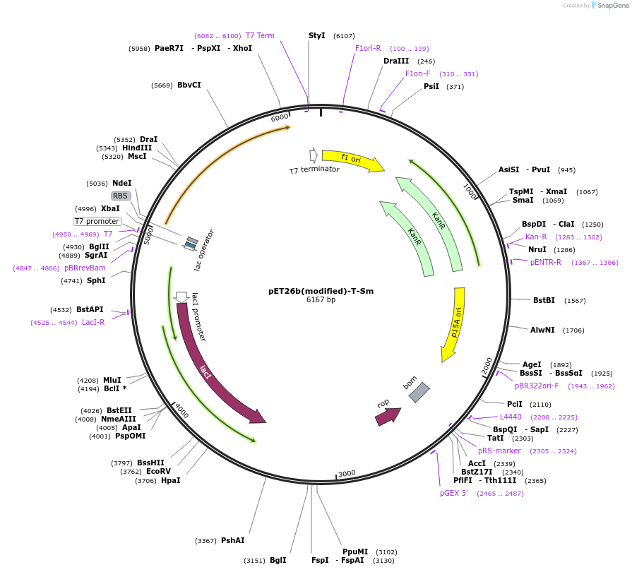 217000-plasmid-map-sequence-id-445898