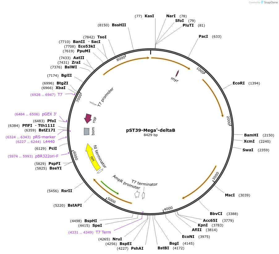 216879-plasmid-map-sequence-id-445899