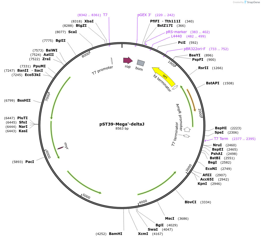 216887-plasmid-map-sequence-id-445900