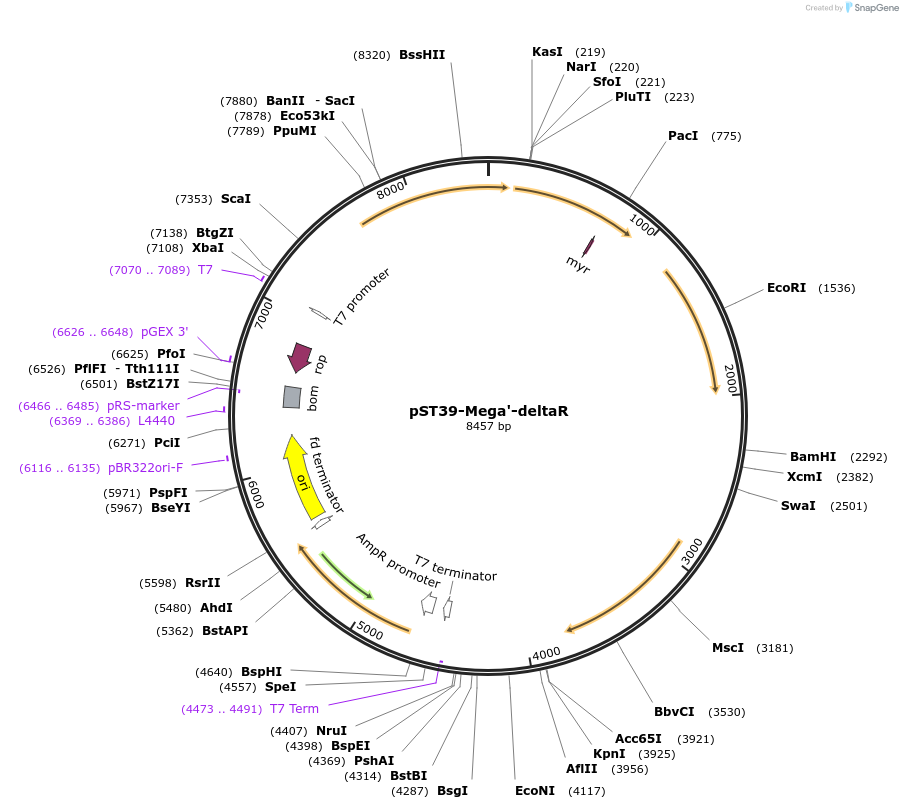 216880-plasmid-map-sequence-id-445901