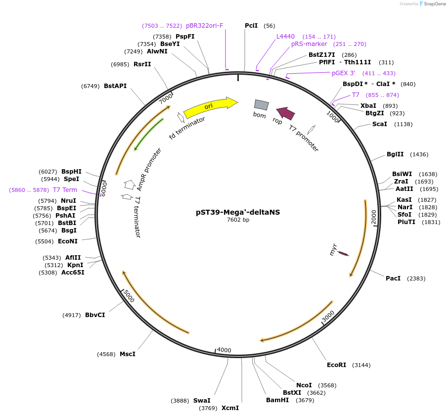 216912-plasmid-map-sequence-id-445904