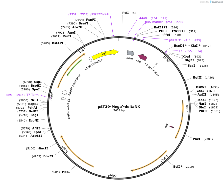 216913-plasmid-map-sequence-id-445905