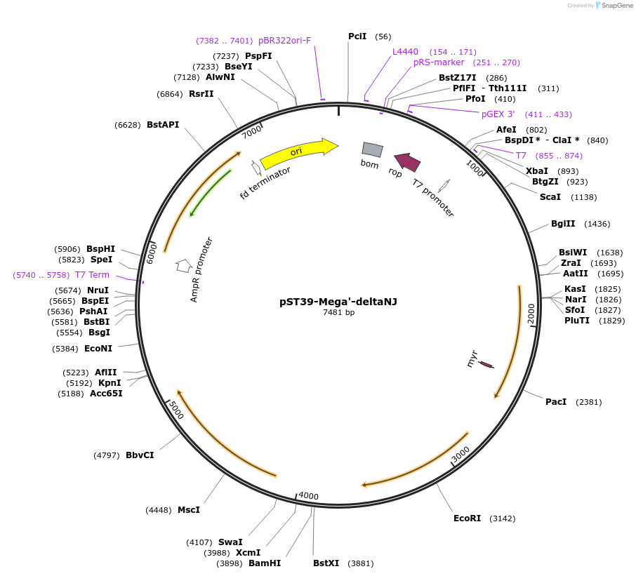 216914-plasmid-map-sequence-id-445906