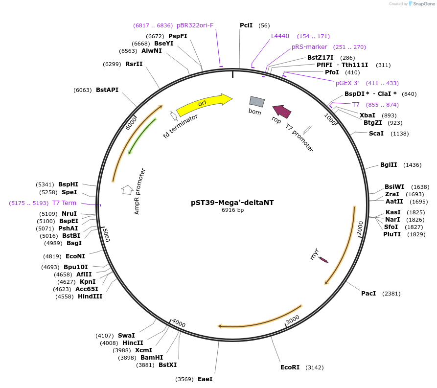 216915-plasmid-map-sequence-id-445907