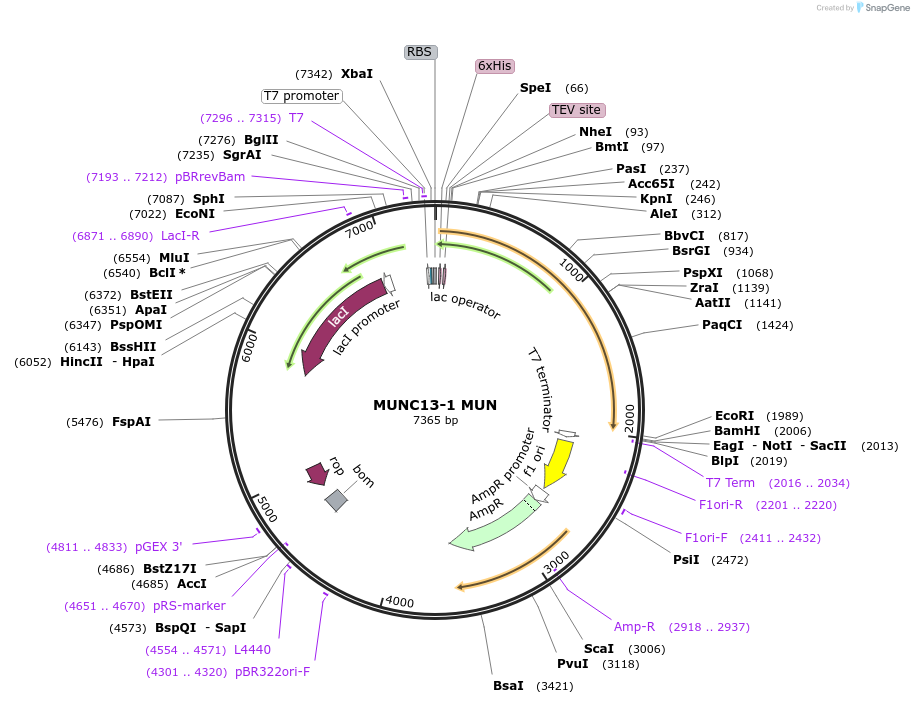 218889-plasmid-map-sequence-id-445909