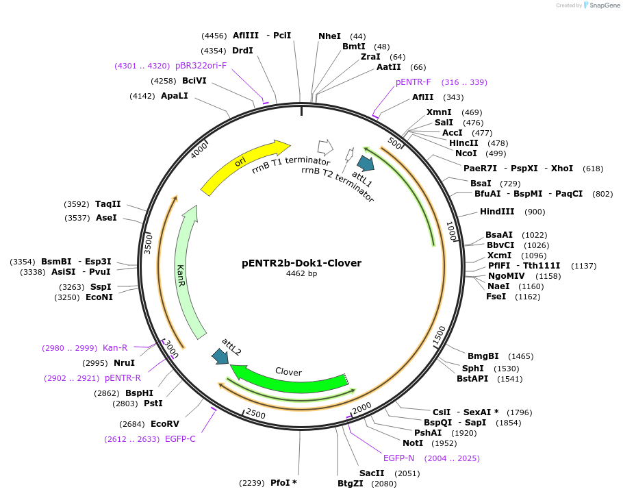 215455-plasmid-map-sequence-id-445913