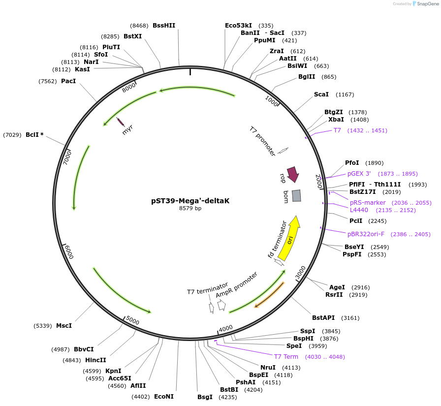 216886-plasmid-map-sequence-id-445915