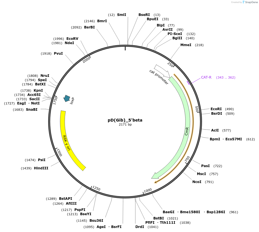 223864-plasmid-map-sequence-id-445922