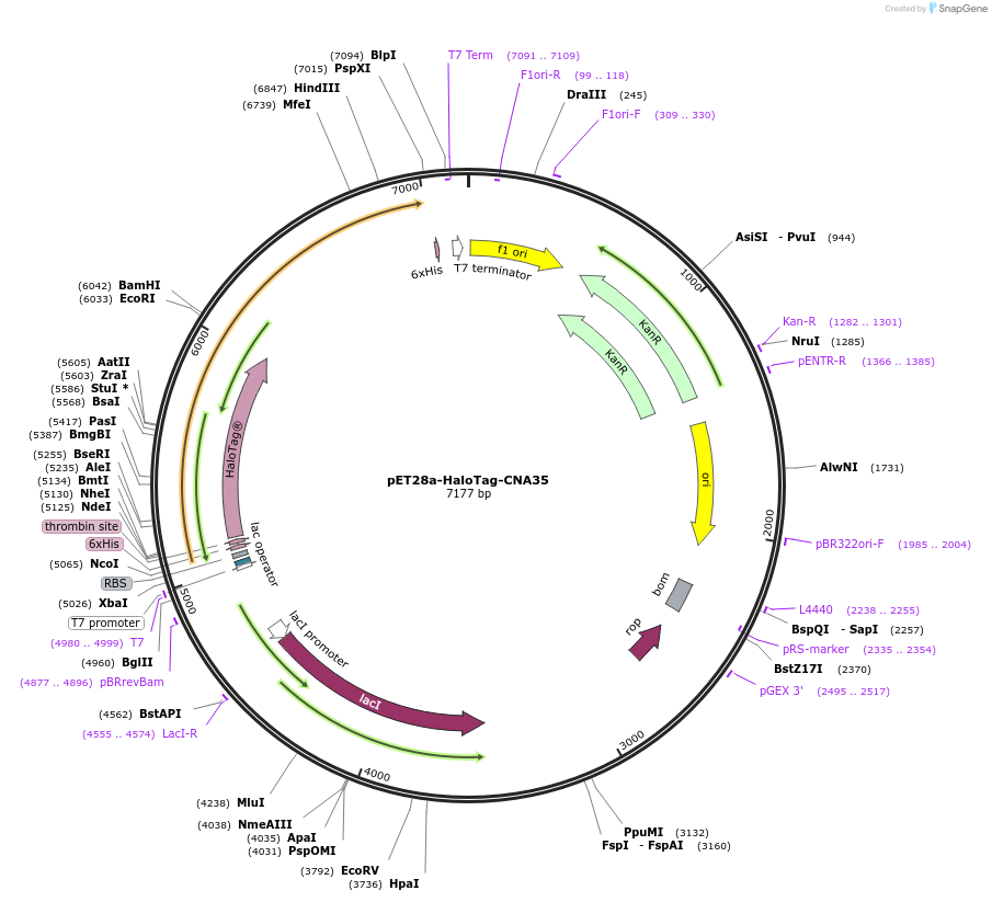 215457-plasmid-map-sequence-id-445924