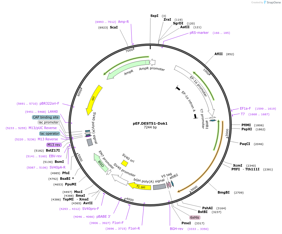 215458-plasmid-map-sequence-id-445931