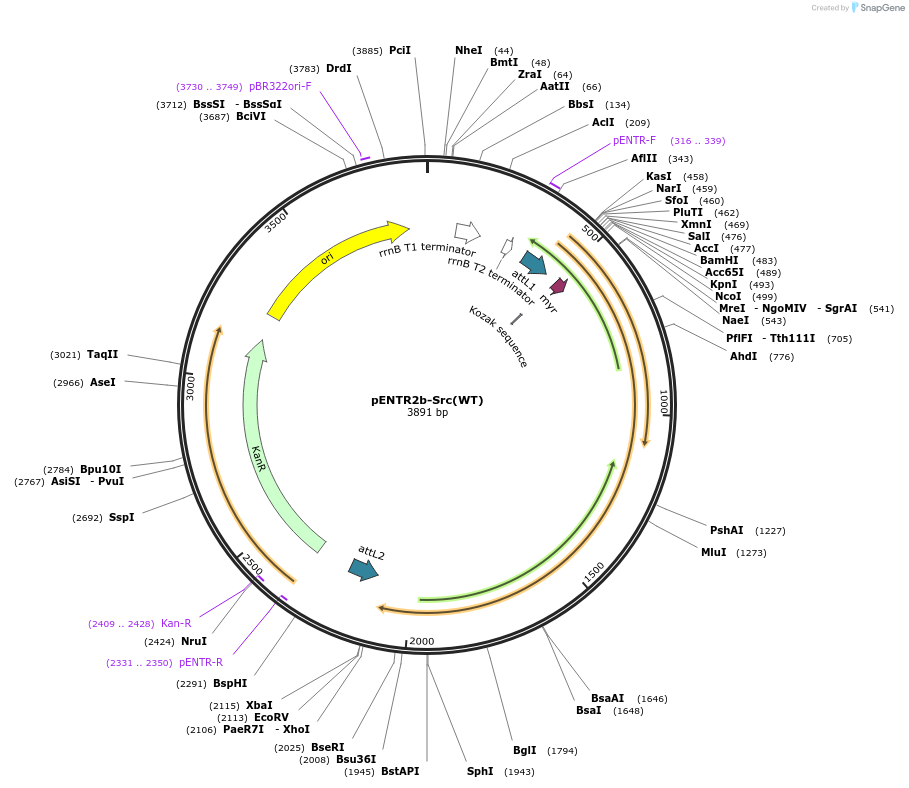 215459-plasmid-map-sequence-id-445933
