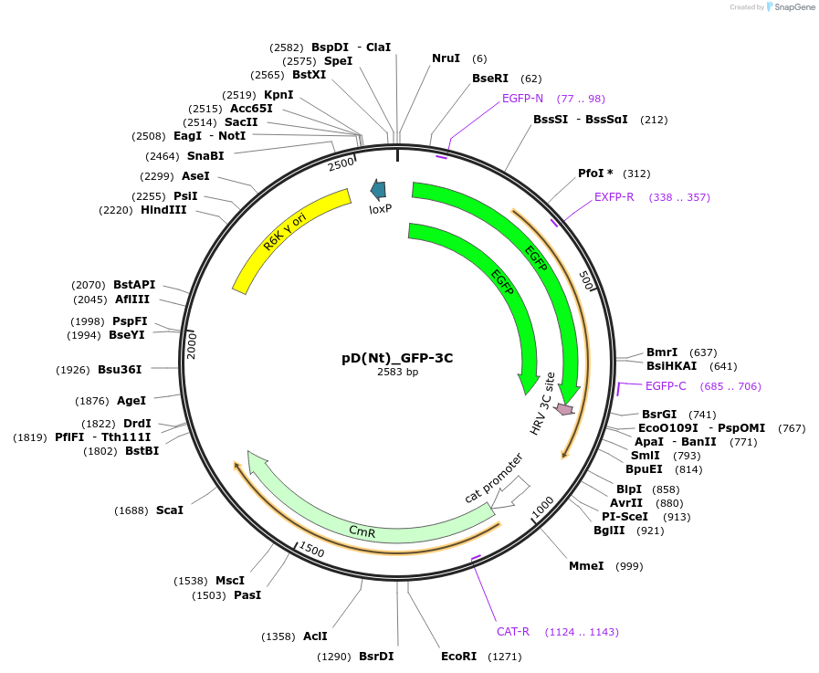 223882-plasmid-map-sequence-id-445937