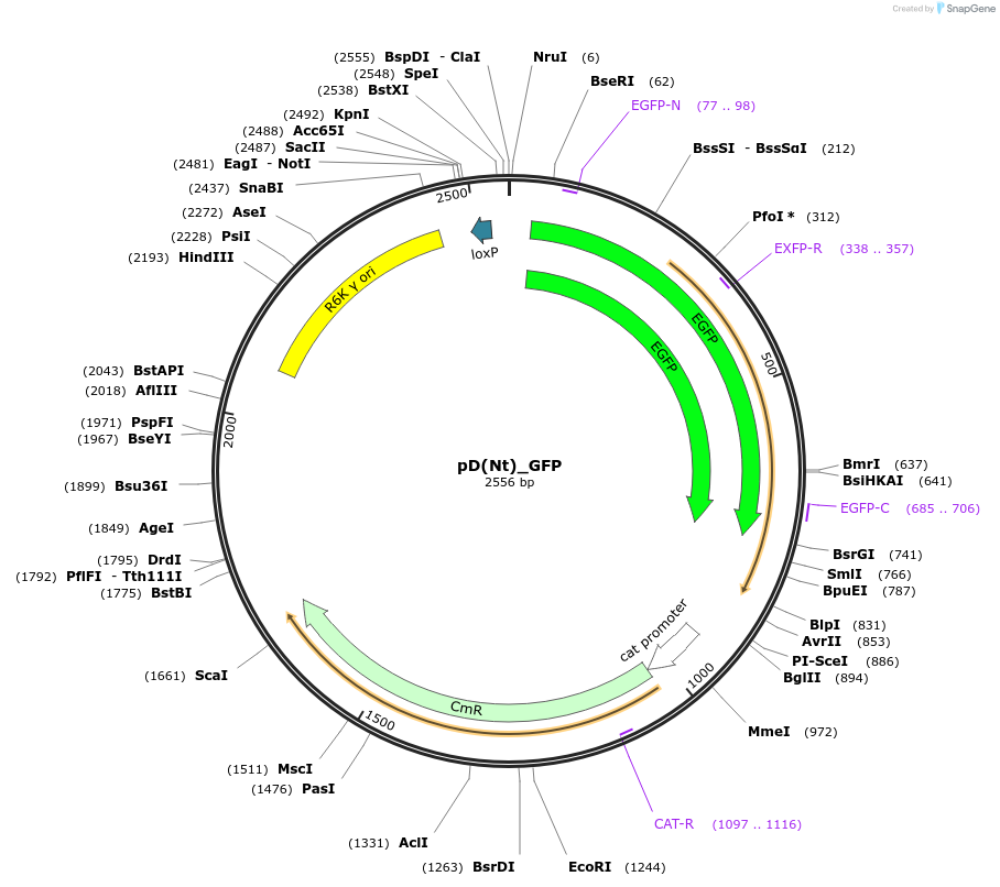 223880-plasmid-map-sequence-id-445942