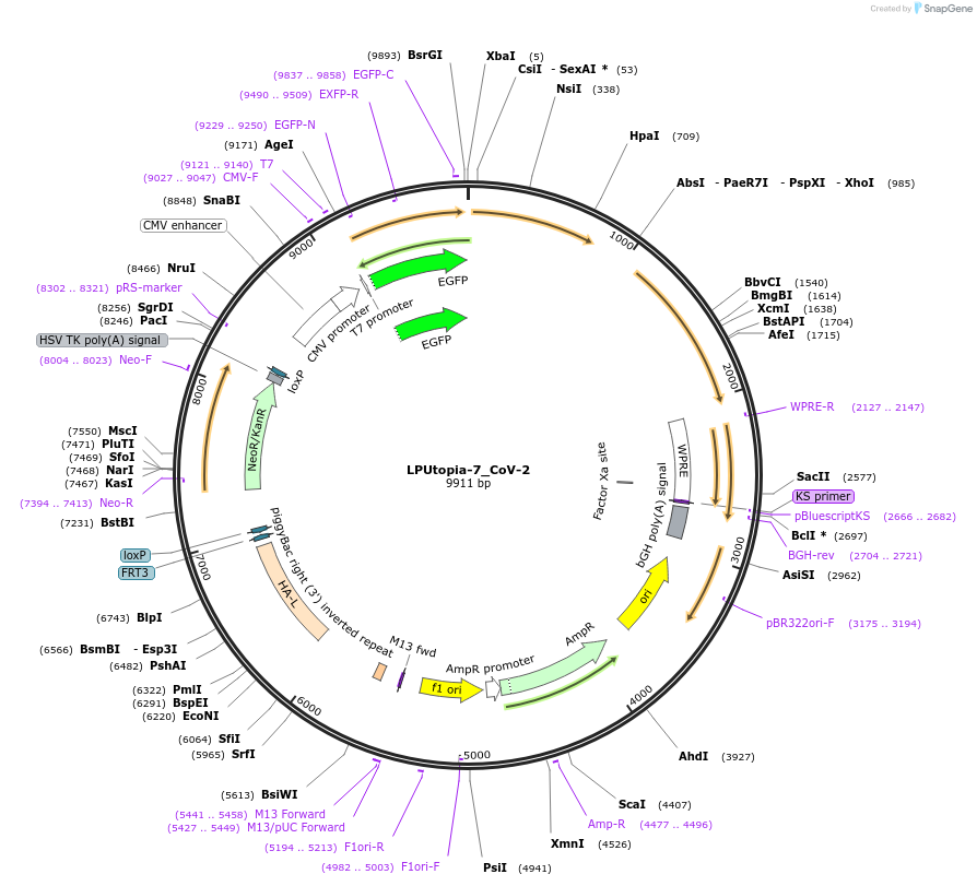 224782-plasmid-map-sequence-id-445943