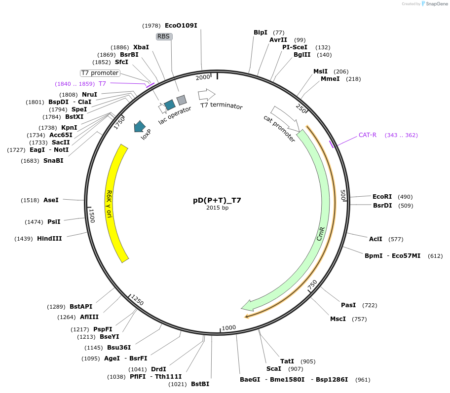 223854-plasmid-map-sequence-id-445946
