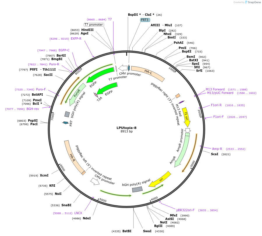 224781-plasmid-map-sequence-id-445949
