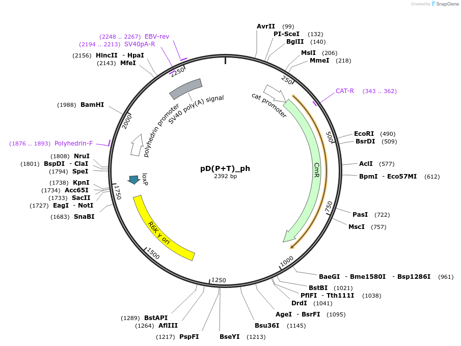 223857-plasmid-map-sequence-id-445952