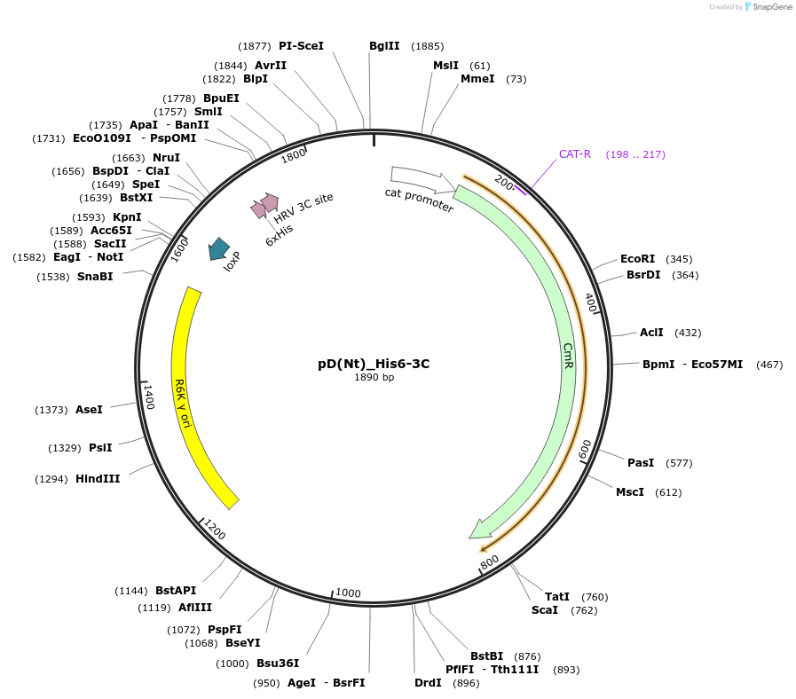 223873-plasmid-map-sequence-id-445957