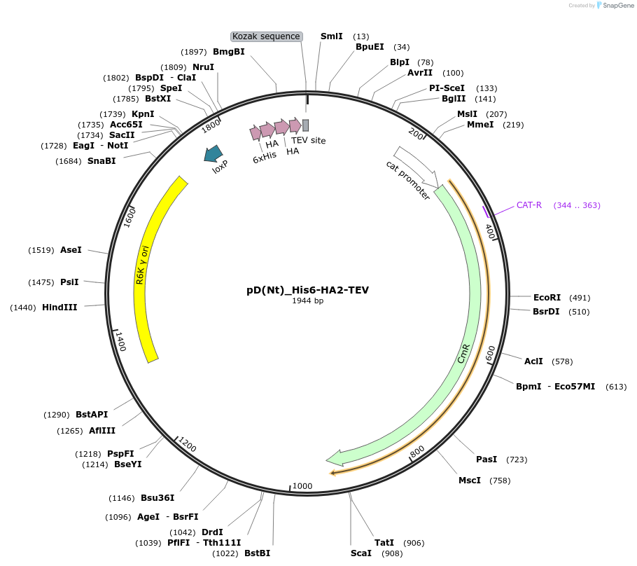 223876-plasmid-map-sequence-id-445963
