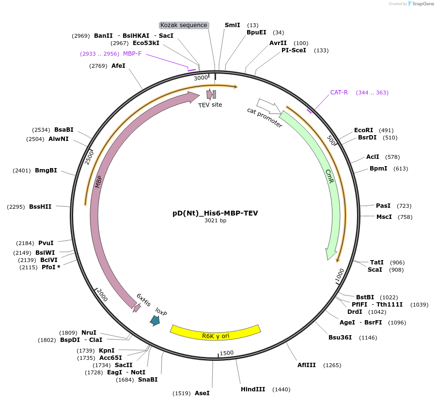 223877-plasmid-map-sequence-id-445964