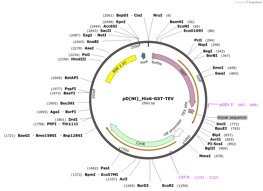 223878-plasmid-map-sequence-id-445966