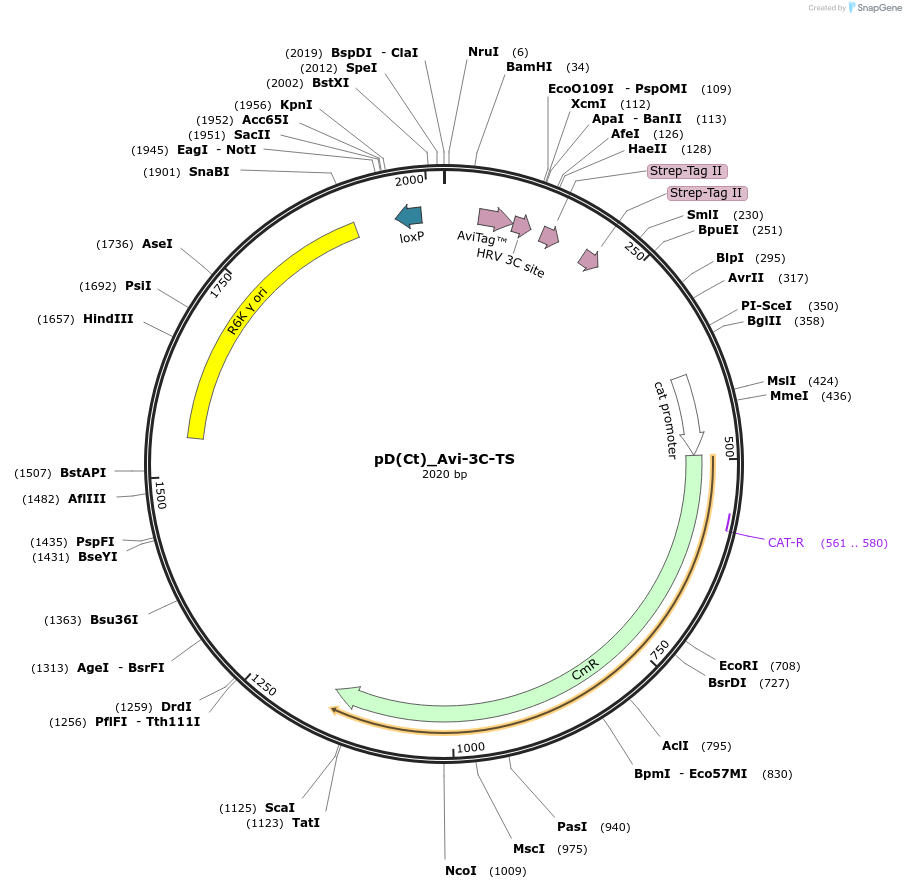 223894-plasmid-map-sequence-id-445967