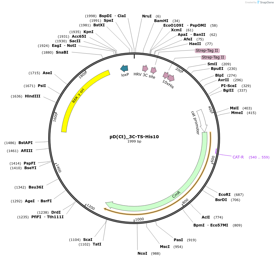 223893-plasmid-map-sequence-id-445970