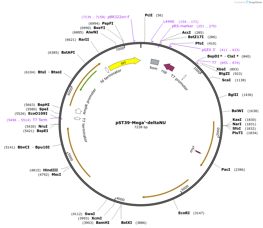 216916-plasmid-map-sequence-id-445972