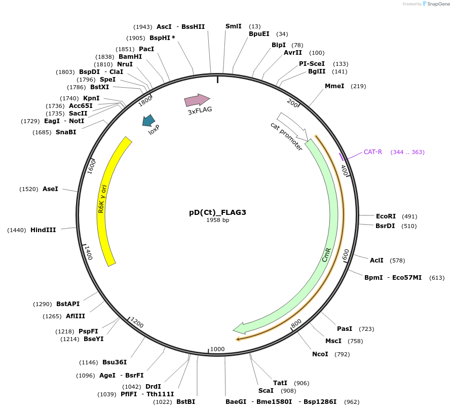 223896-plasmid-map-sequence-id-445973