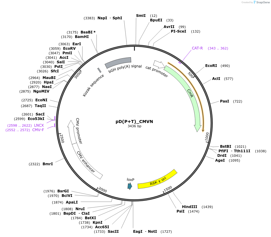 223861-plasmid-map-sequence-id-445974