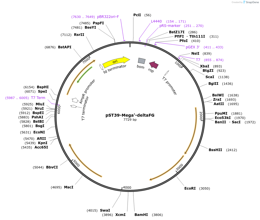 216917-plasmid-map-sequence-id-445975
