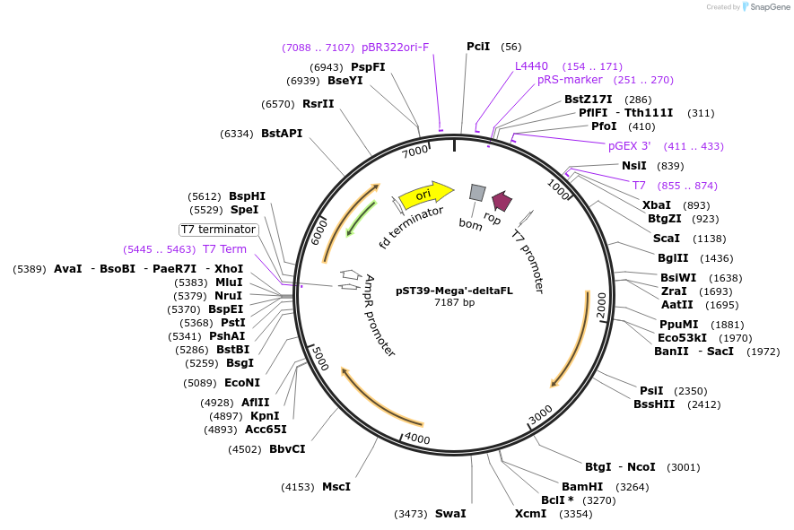 216918-plasmid-map-sequence-id-445978