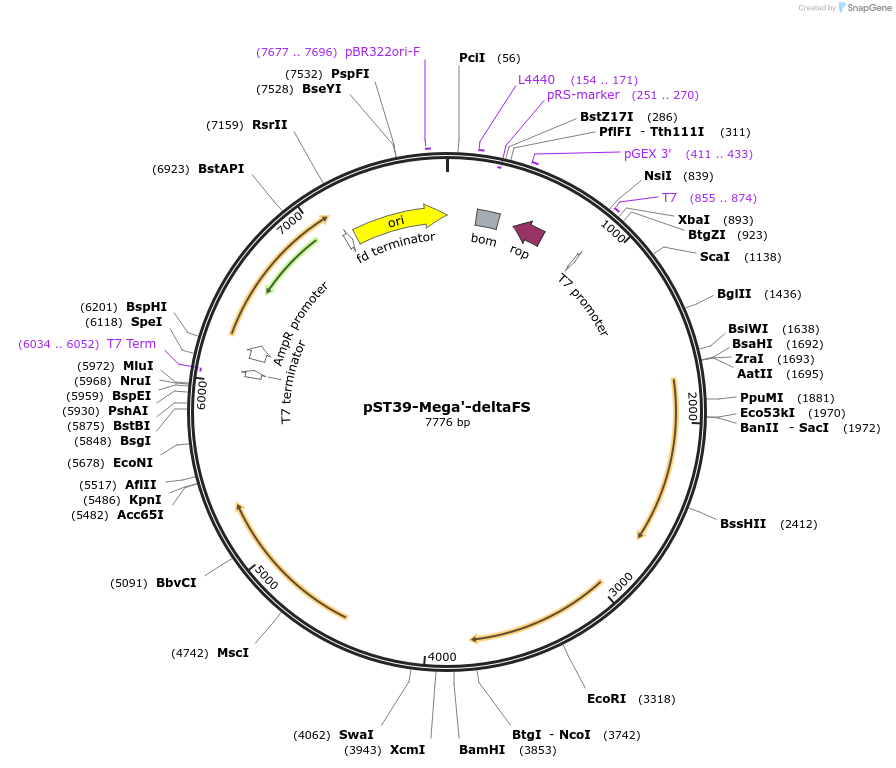 216919-plasmid-map-sequence-id-445980