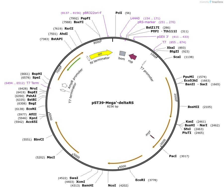 216904-plasmid-map-sequence-id-445987