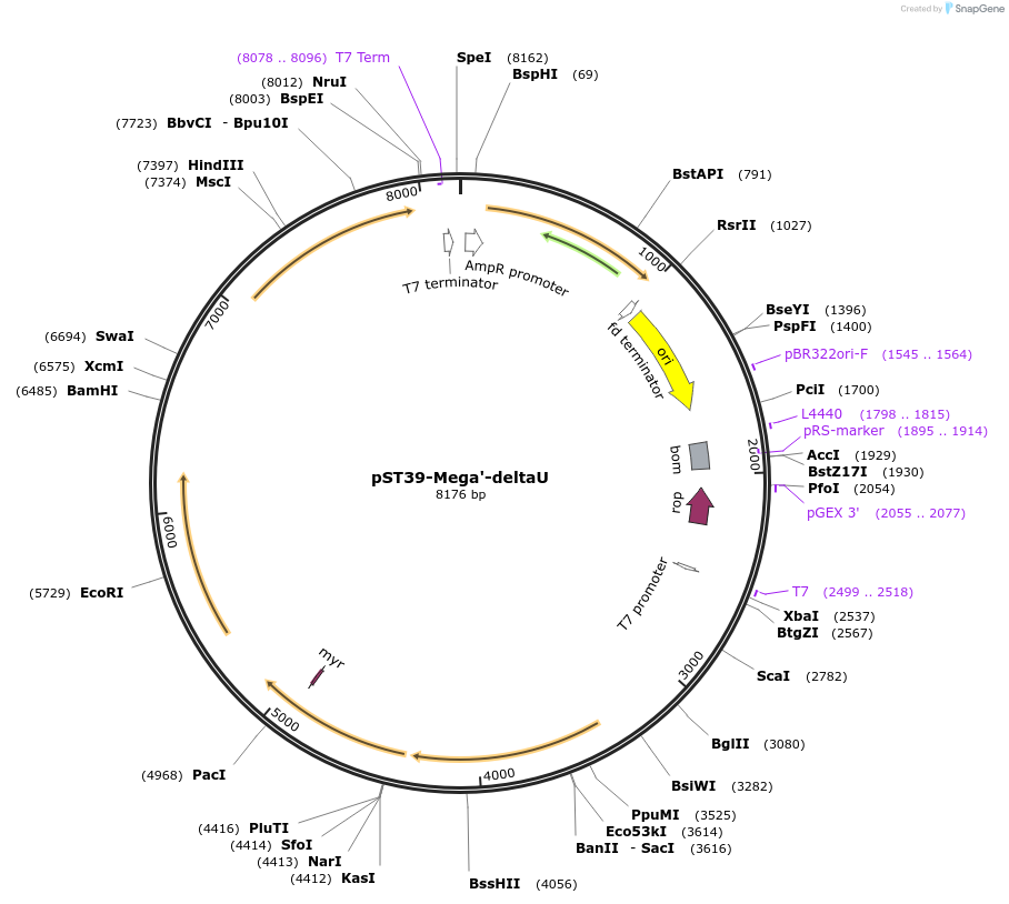 216889-plasmid-map-sequence-id-445991