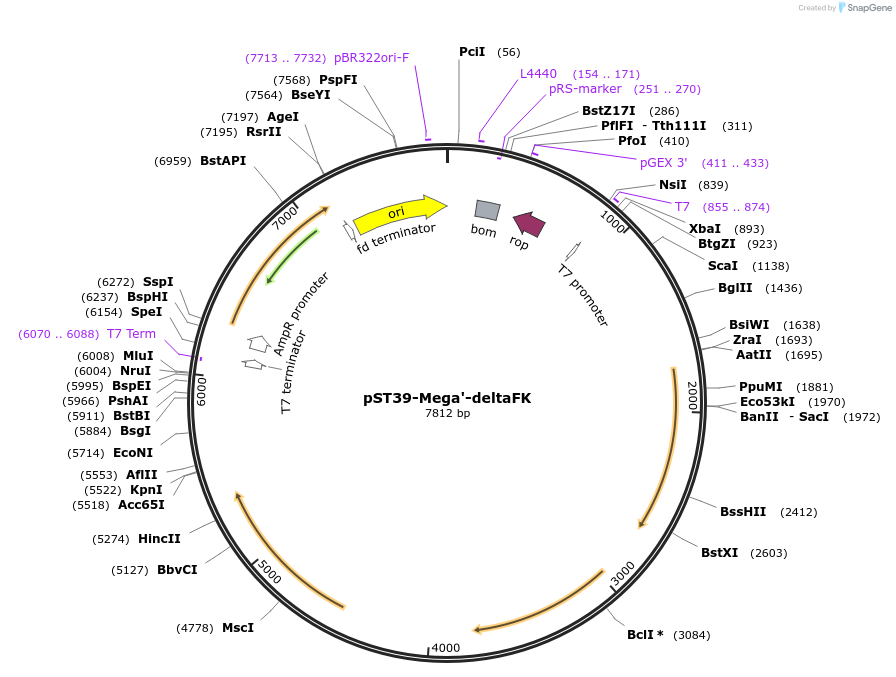 216920-plasmid-map-sequence-id-446025